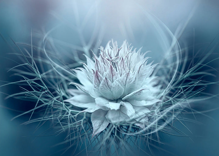 Canvastavla - Lotus