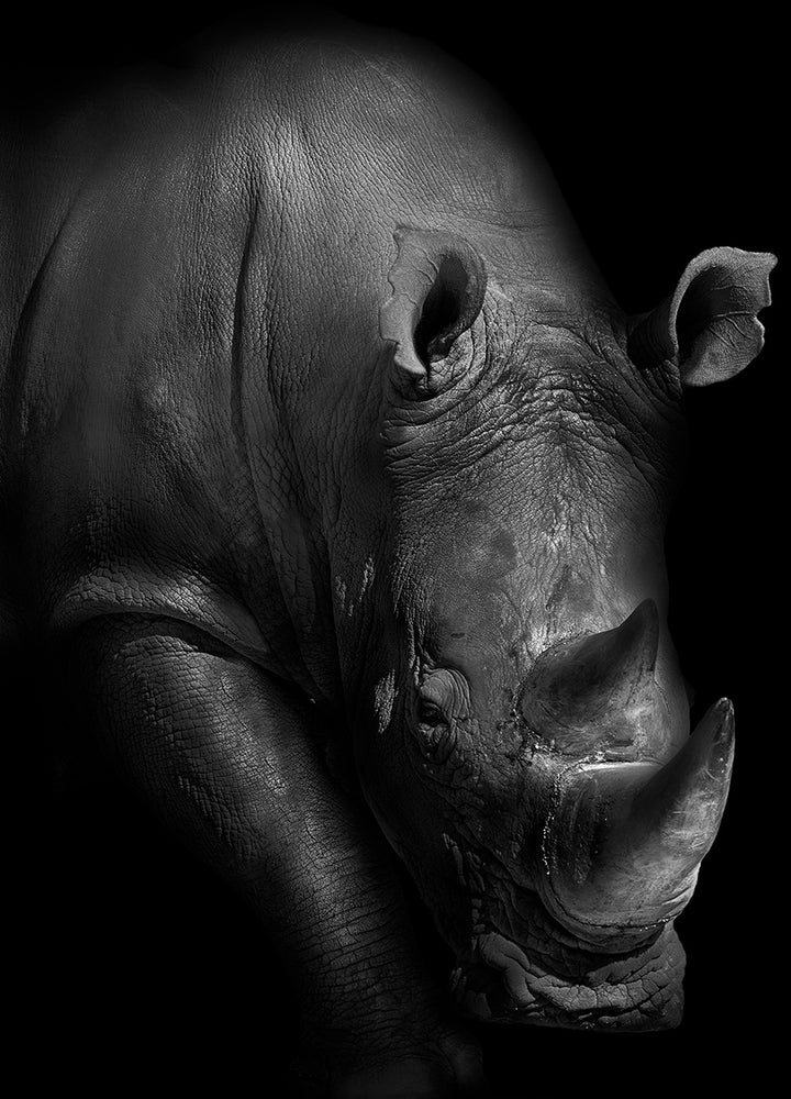 Canvastavla - Rhinoceros