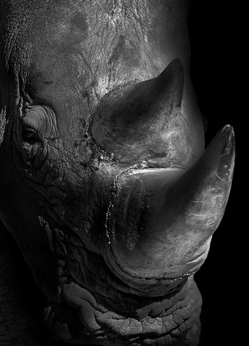 Canvastavla - Rhinoceros