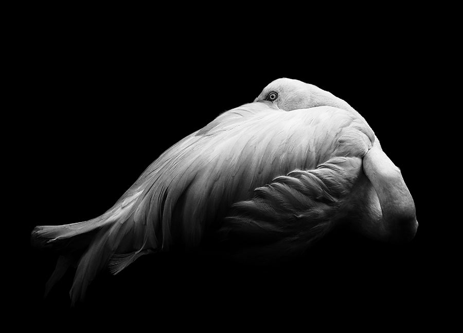 Poster - Beauty in Dark