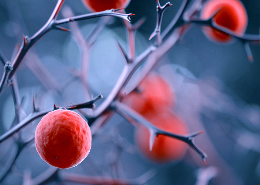 Ljuddämpande tavla - Magical berries