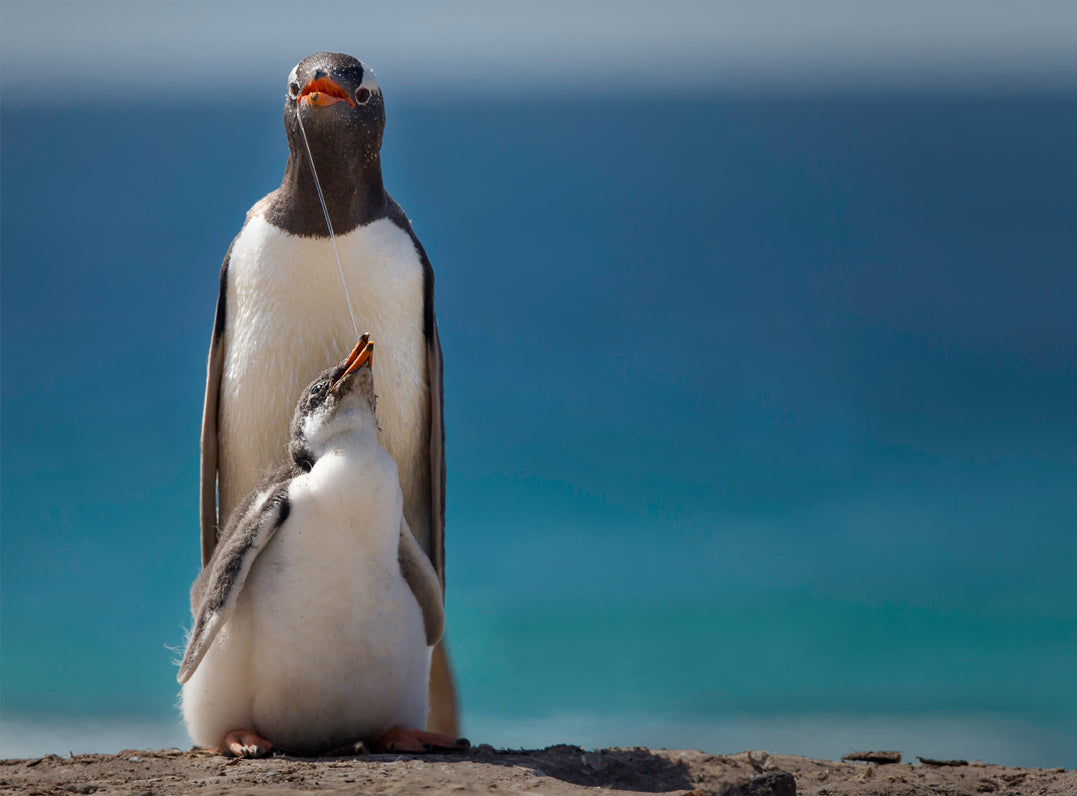Ljuddämpande tavla - Penguin