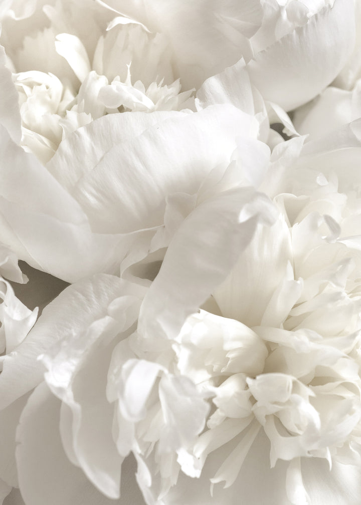 Ljuddämpande tavla - White Peonies