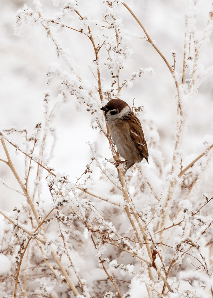 Ljuddämpande tavla - Sparrows