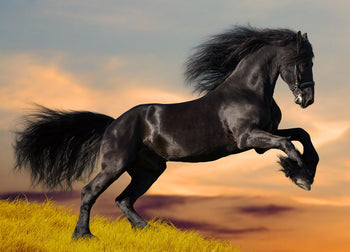 Ljuddämpande tavla - Black beauty - Häst