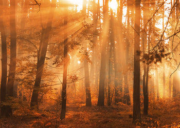 Ljuddämpande tavla - Sunny Forest