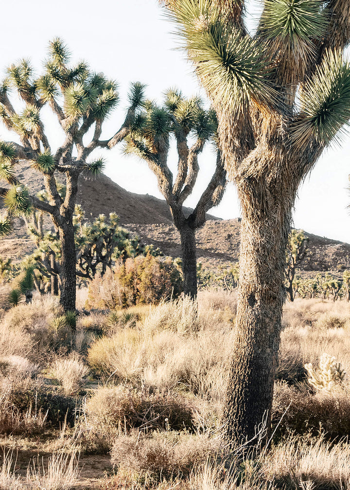 Ljuddämpande tavla - Joshua trees in the desert