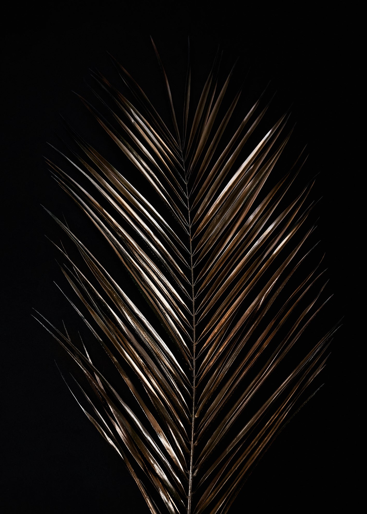 Canvastavla - Areca (120x180)