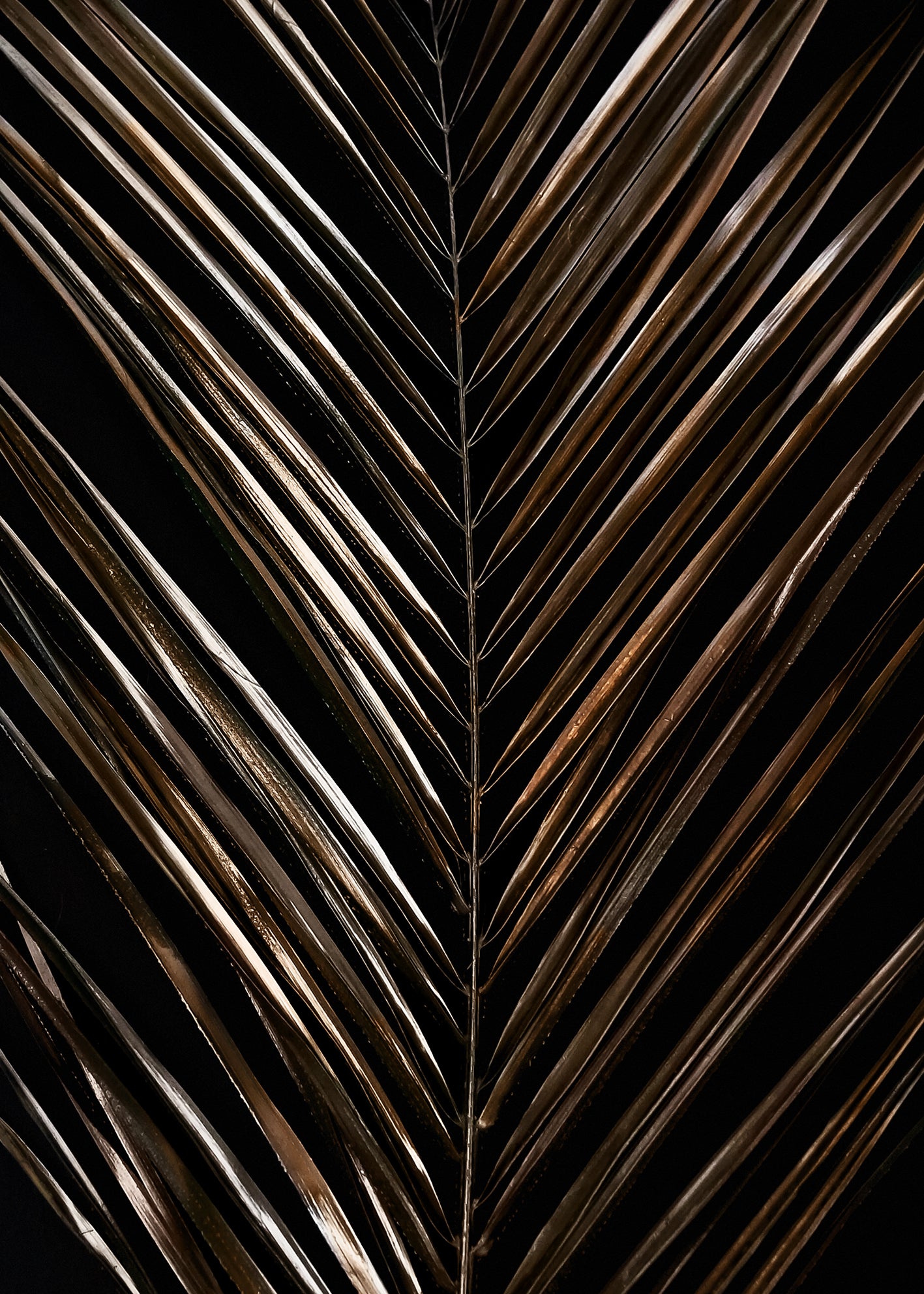 Canvastavla - Areca (120x180)
