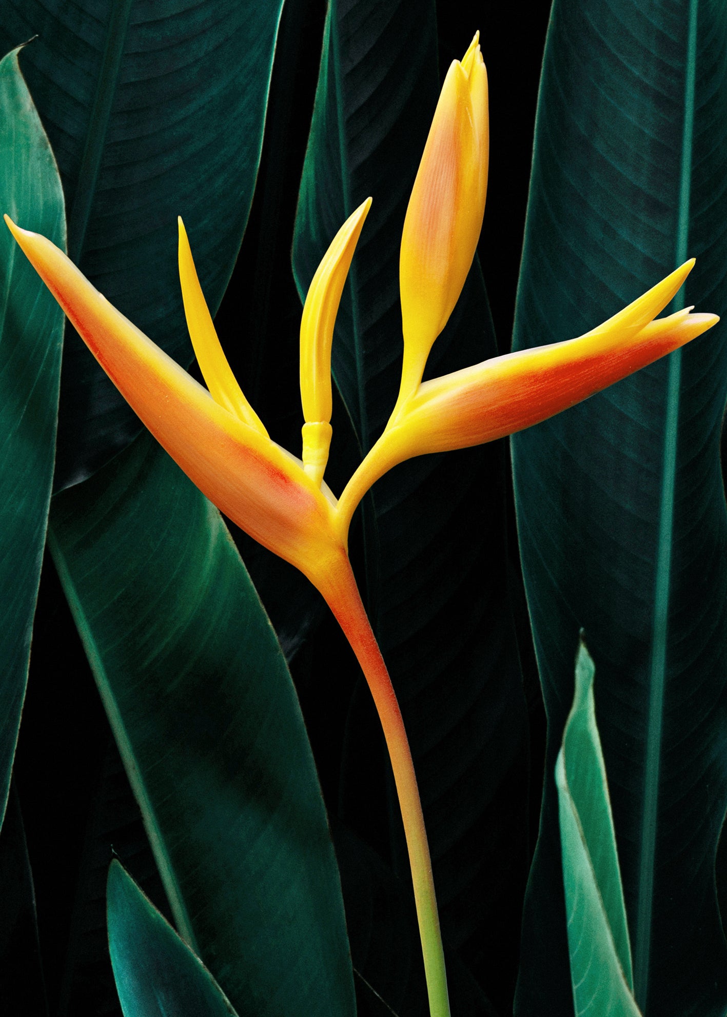 Ljuddämpande tavla - Tropical