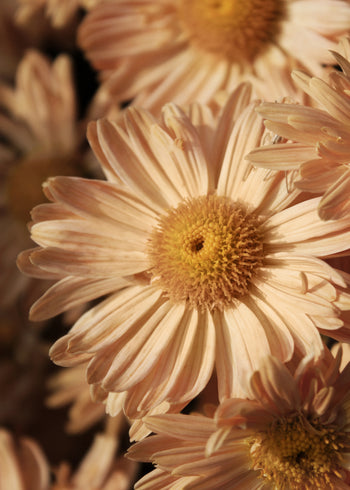 Ljuddämpande tavla - Morifolium