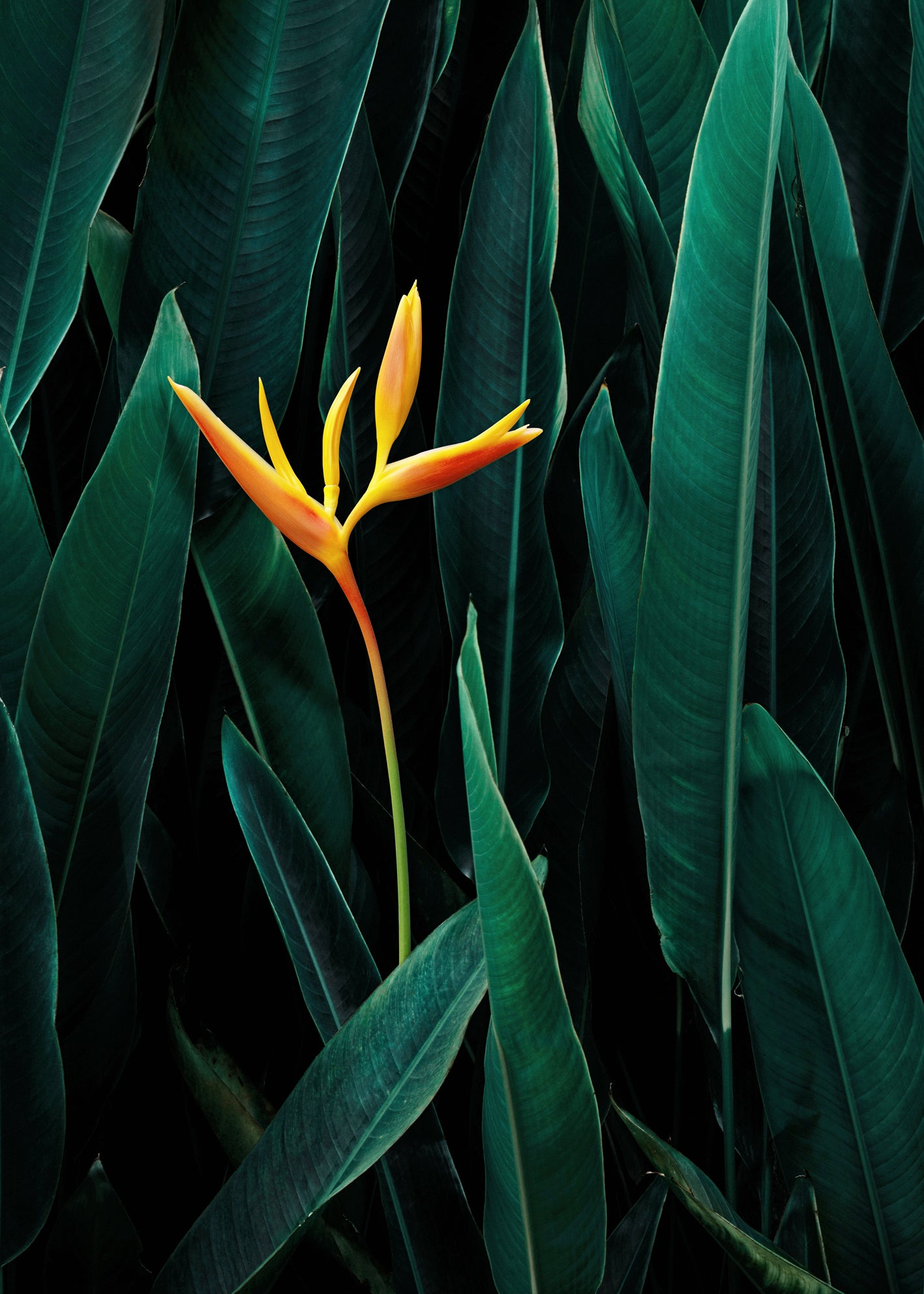 Canvastavla - Tropical (45x60)