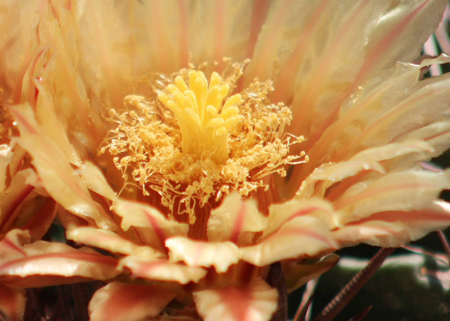 Canvastavla - Ferocactus (70x100)