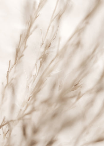 Canvastavla - Fields in Fall (50x70)