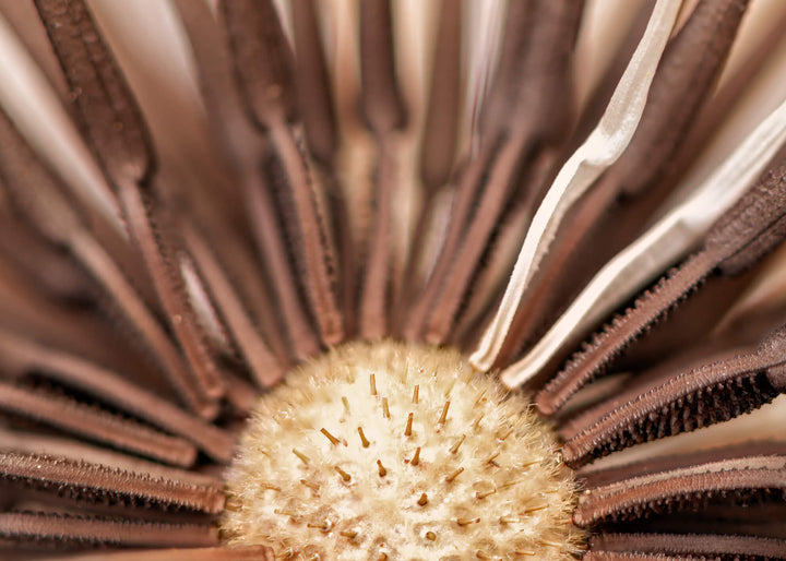 Canvastavla - Dry Dandelion (80x120)