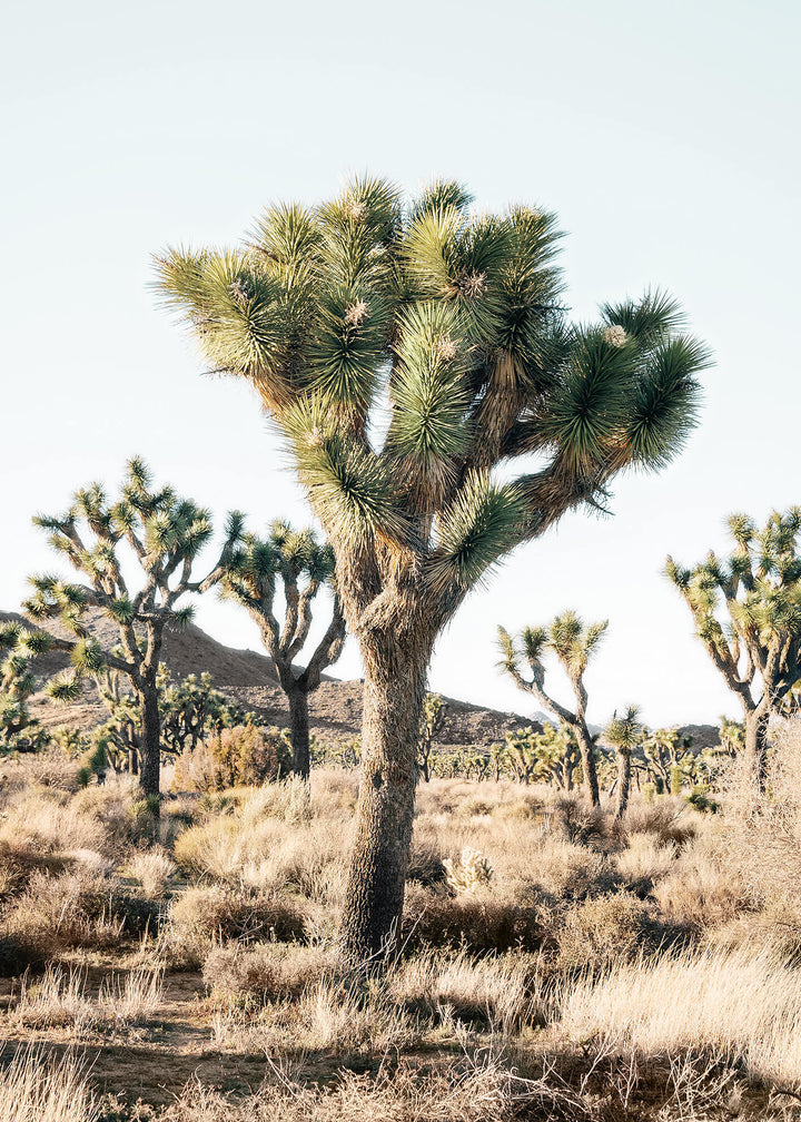 Canvastavla - Joshua trees in the desert (50x70)