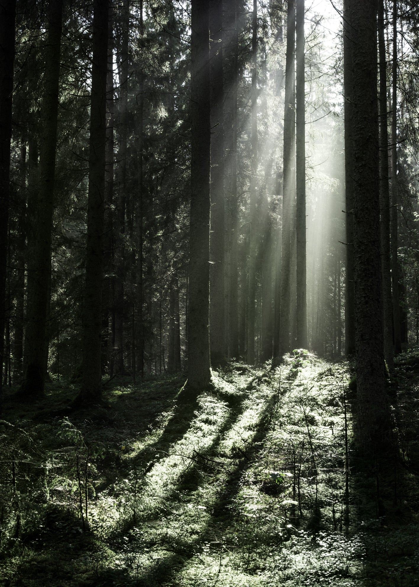 Canvastavla - Sun Rays (140x200)
