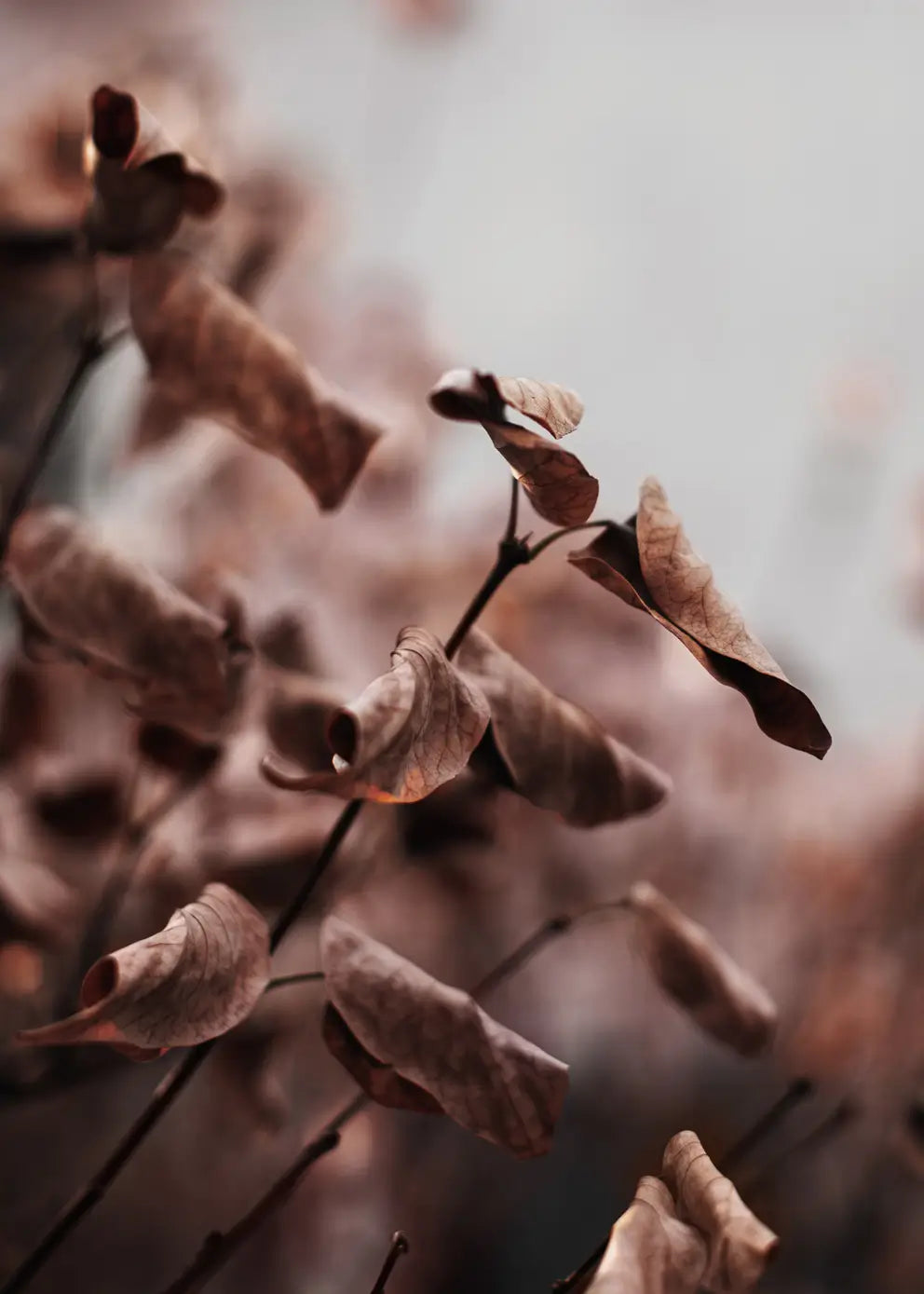 Ljuddämpande tavla - Whispering Leaves