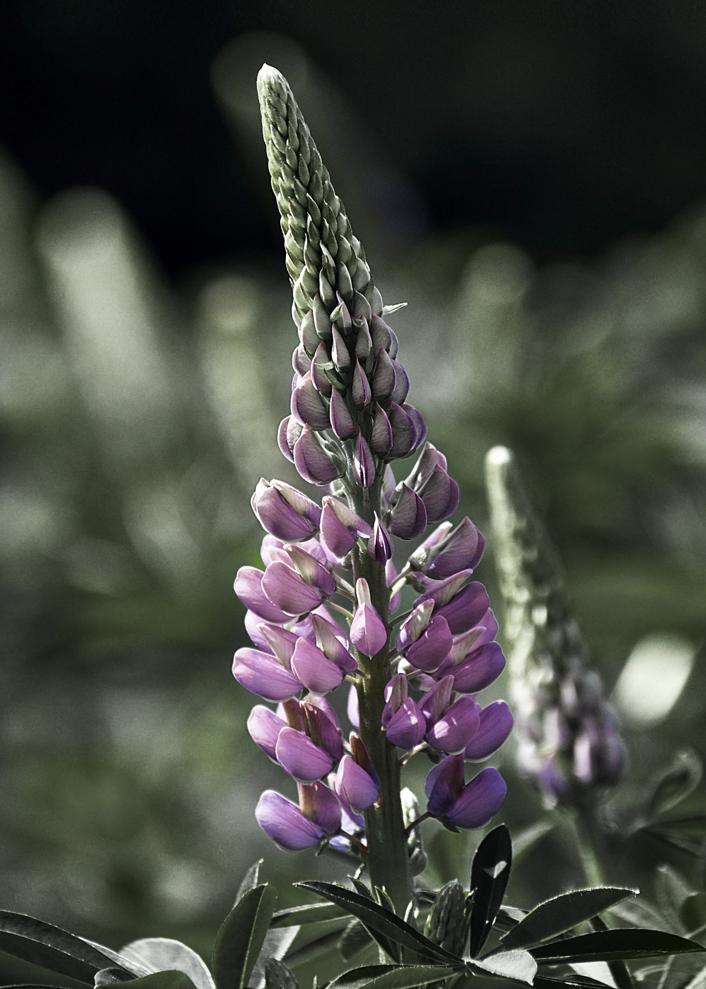 Canvastavla - Lupine