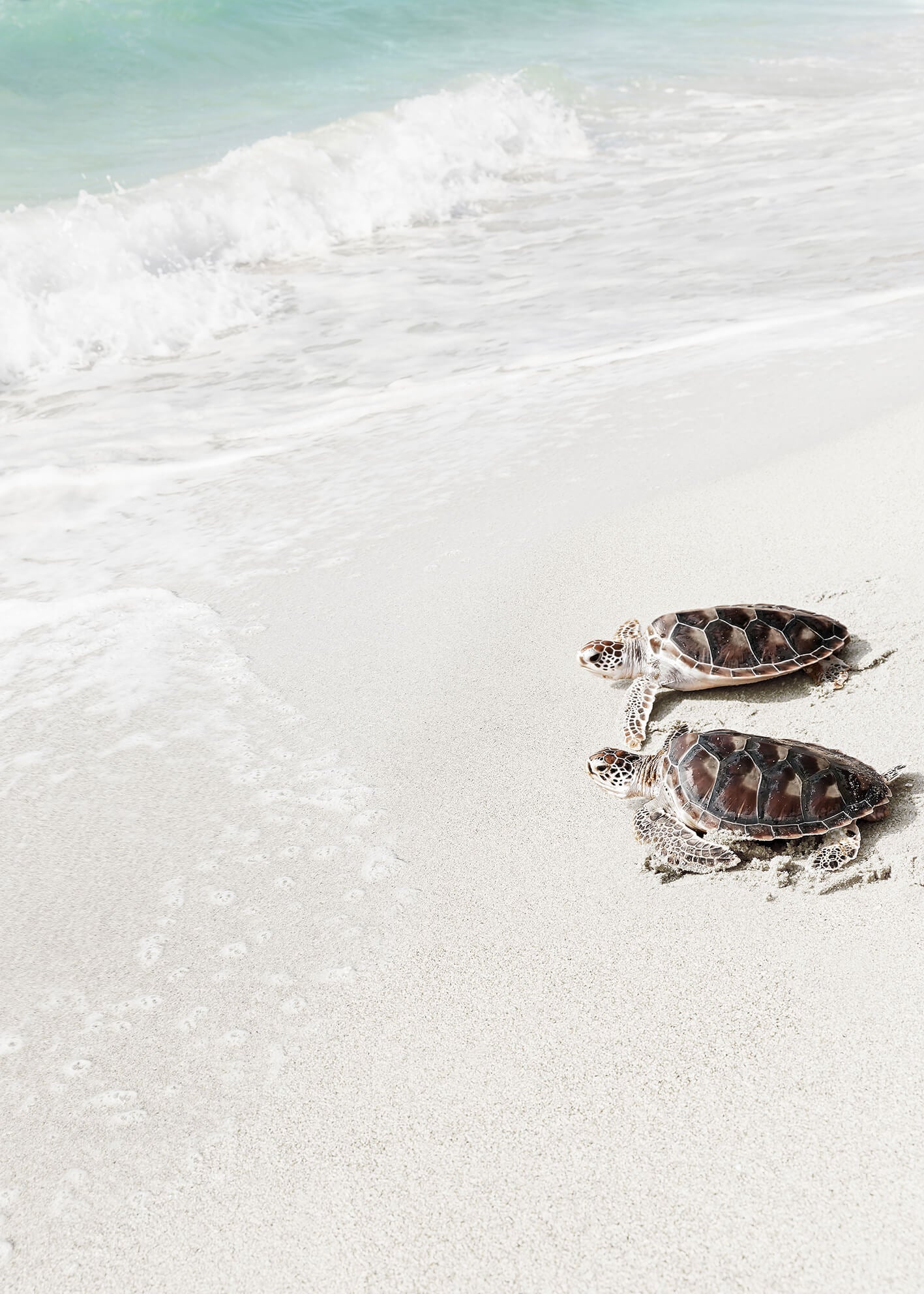 Canvastavla - Turtle on the beach