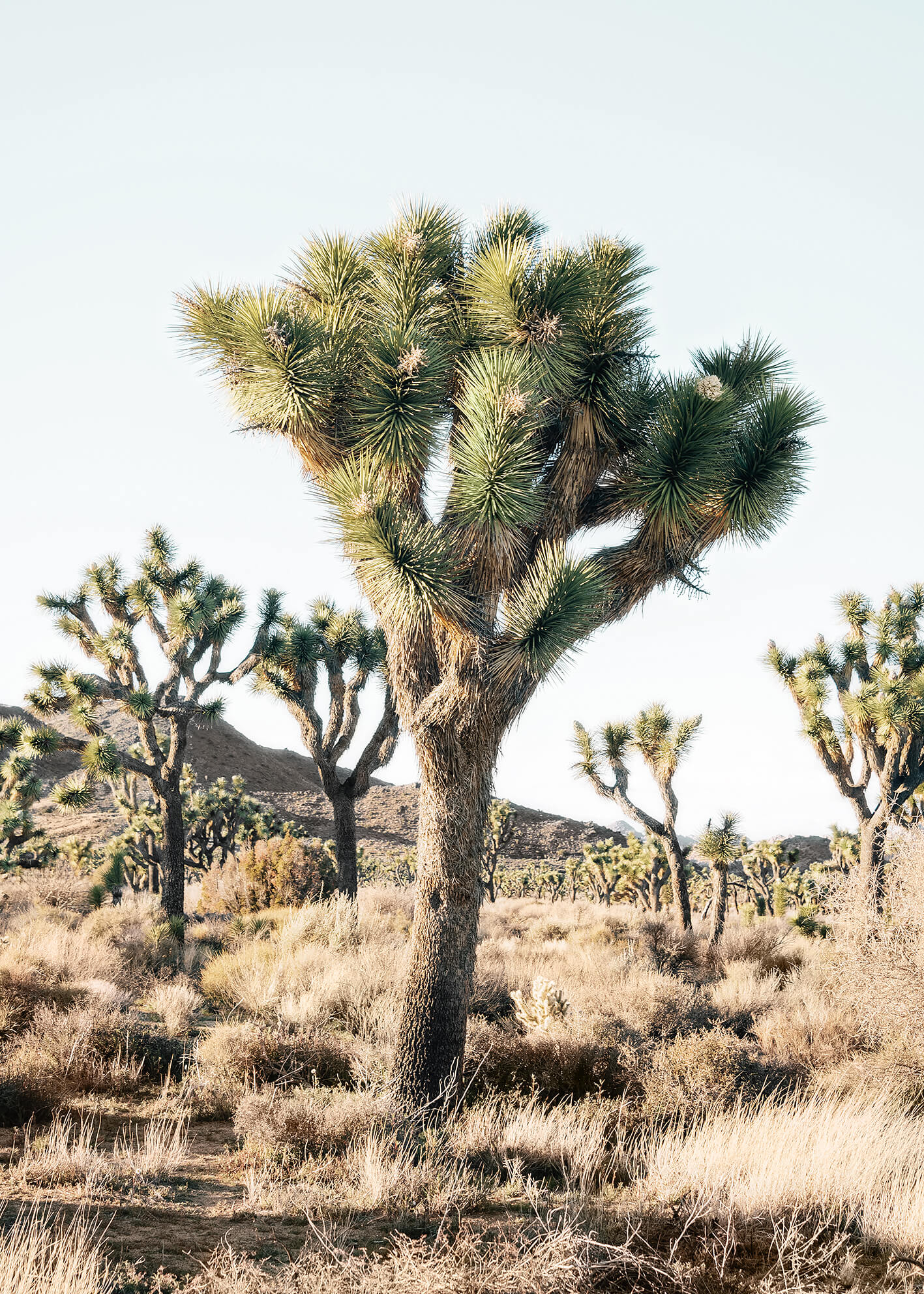Canvastavla - Joshua trees in the desert
