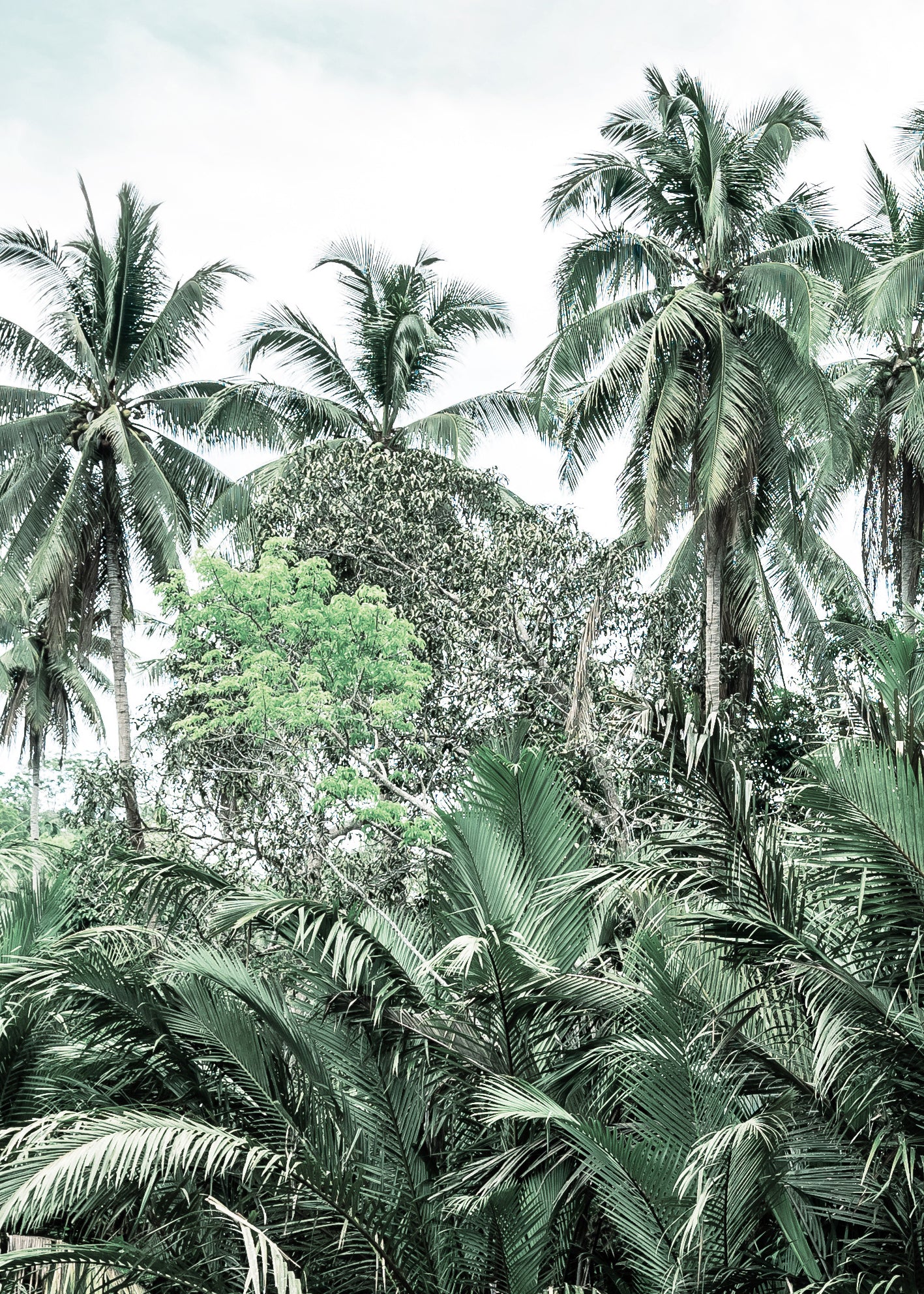 Canvastavla - Palms and Clouds