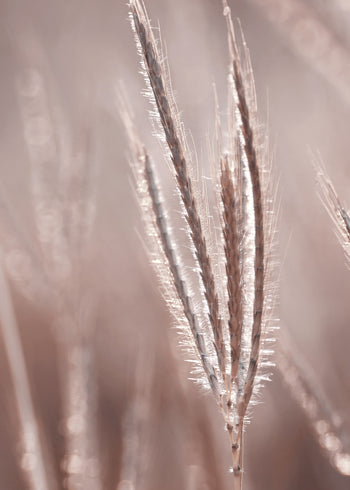 Canvastavla -  Nature symphony