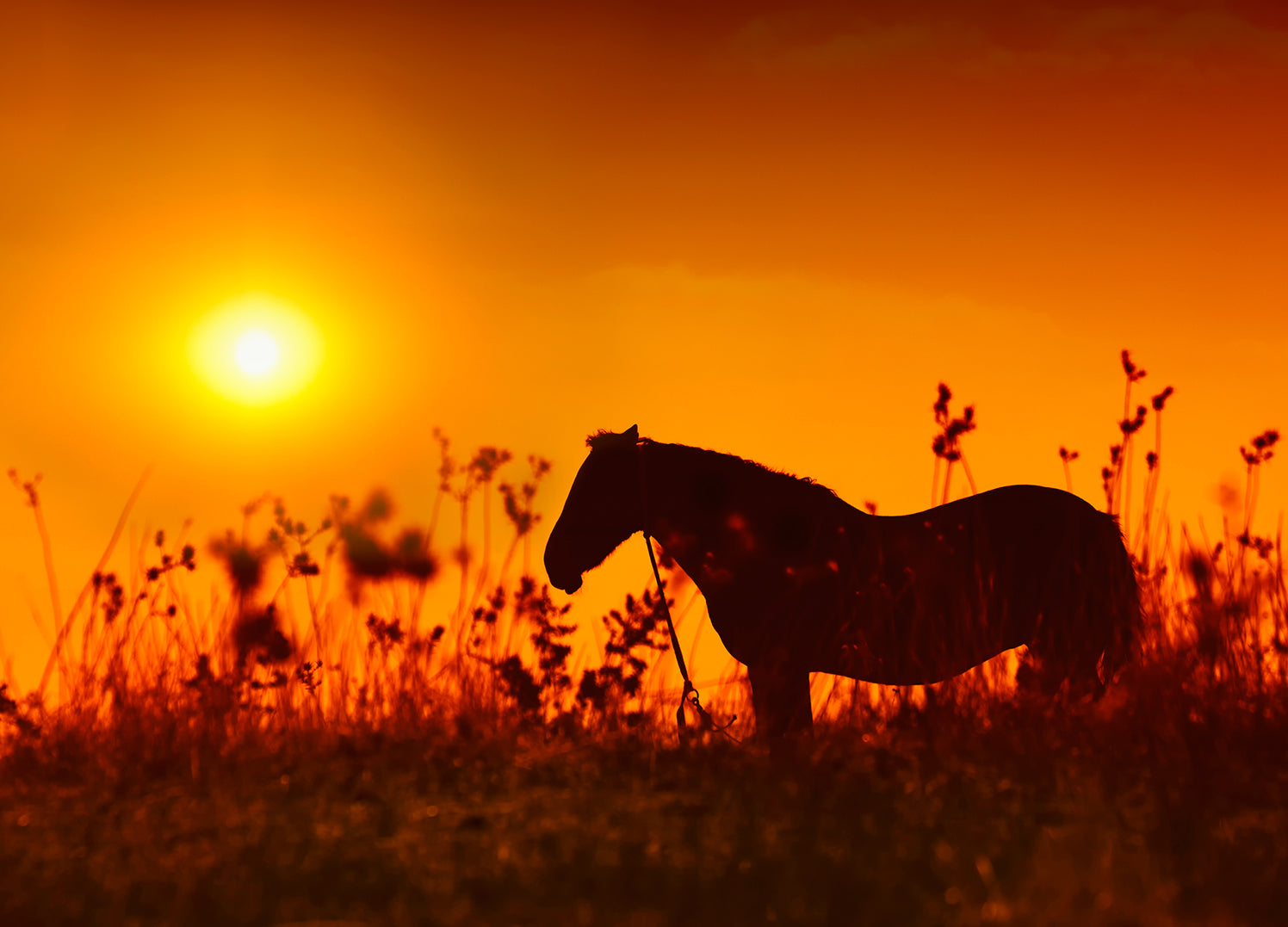 Canvastavla - Horse