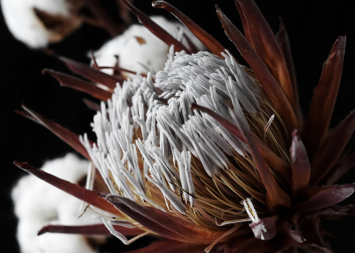 Canvastavla - Sugarbushes