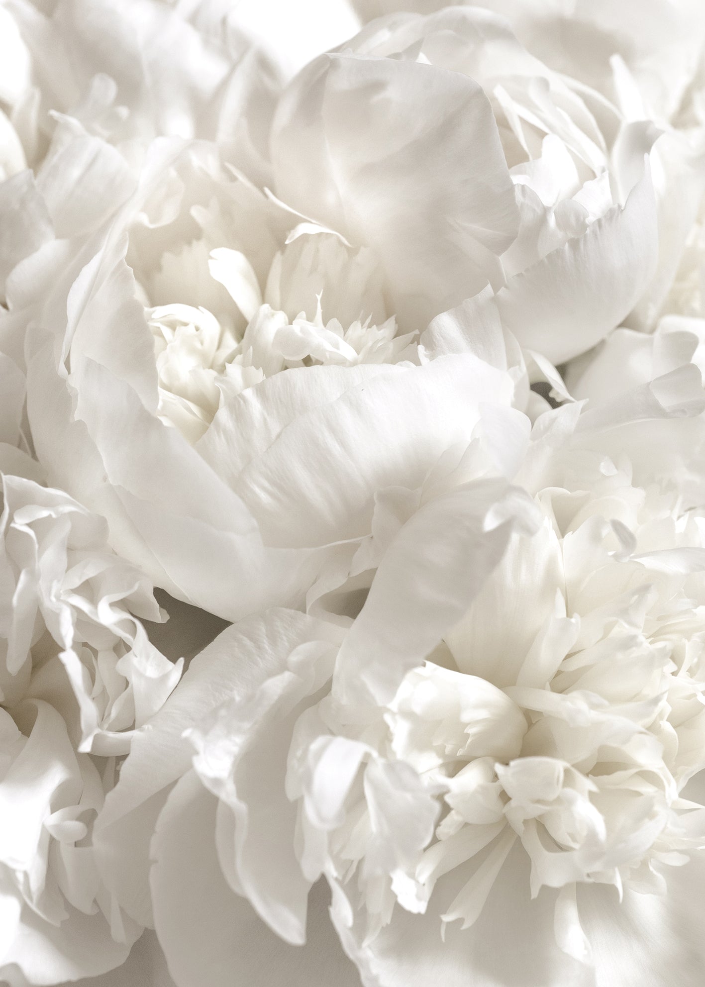 Canvastavla - White Peonies