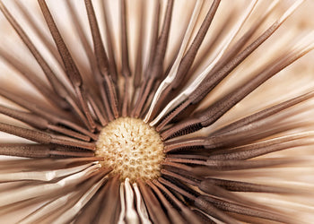 Canvastavla - Dry Dandelion
