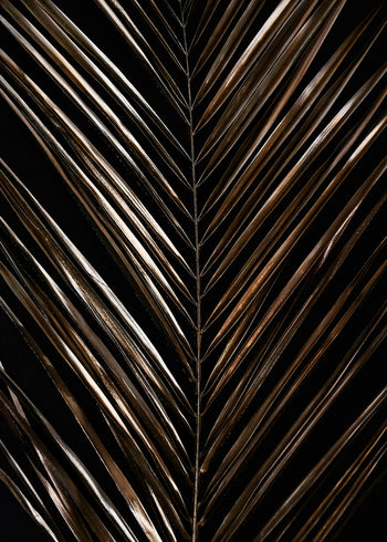 Canvastavla - Areca