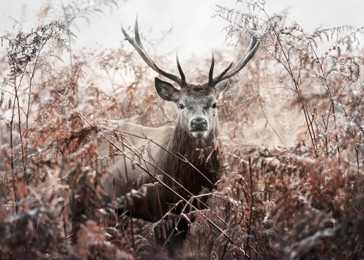 Poster - Majestic Solitude