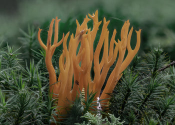 Ljuddämpande tavla - Calocera