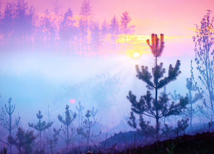 Canvastavla - Sunrise in Forest