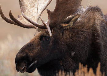 Canvastavla - Grand Moose