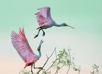 Canvastavla - Roseate Spoonbills Den